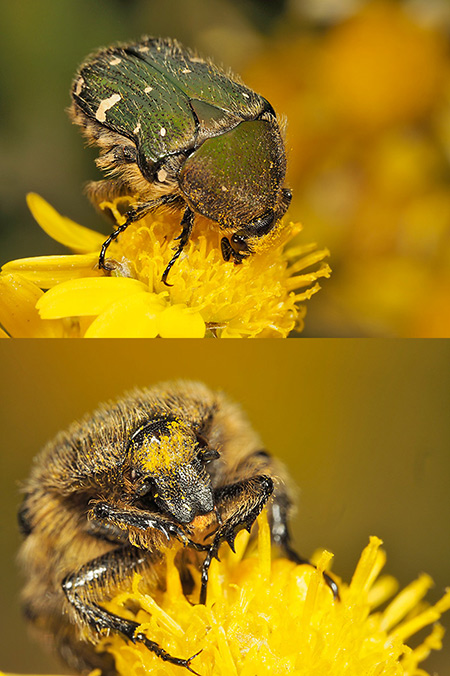 クローズアップレンズの効用