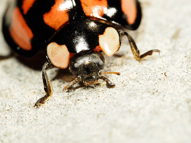 カメノコテントウ