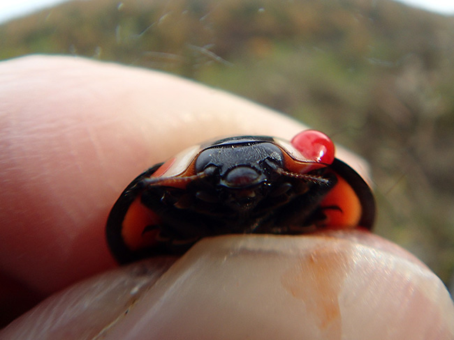 赤い汁を出すカメノコテントウ