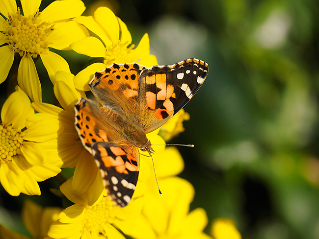 ツワブキに来たヒメアカタテハ