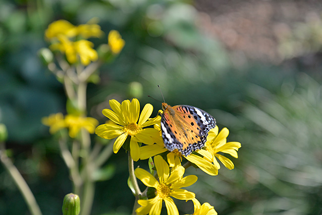 ツマグロヒョウモンのメス