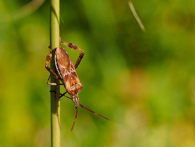 マツヘリカメムシ