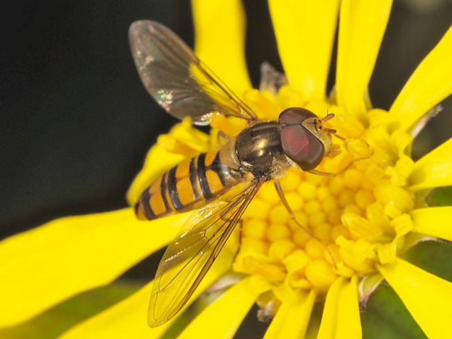 ホソヒラタアブ