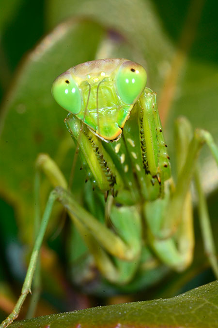 東京港野鳥公園でストロボのテスト