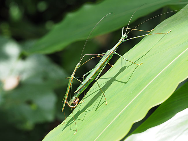 トビナナフシの交尾