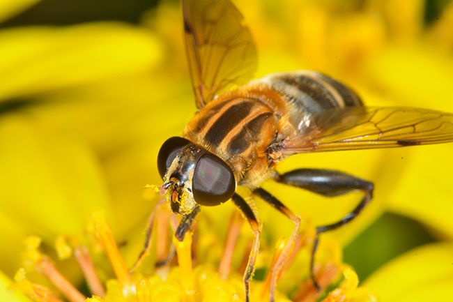 アシブトハナアブをマクロストロボで
