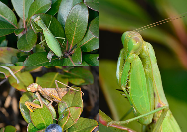 ハラビロカマキリの2型