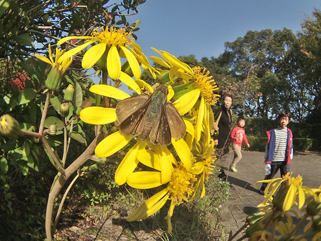 チャバネセセリ