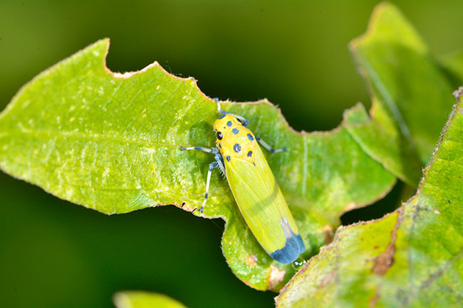 ツマグロオオヨコバイ