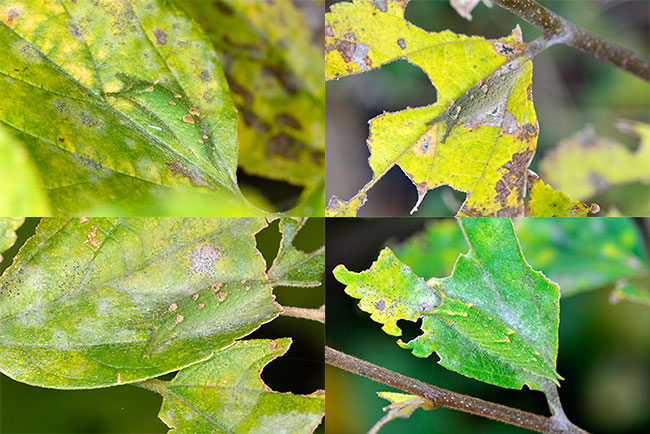 違うのはどれ？