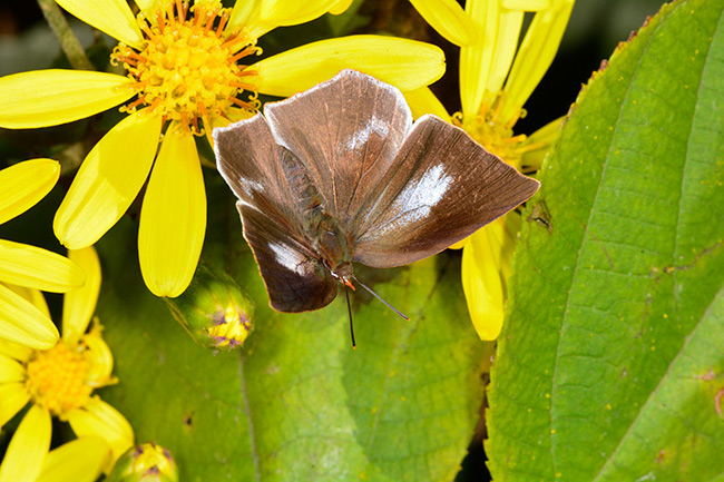 ウラギンシジミ