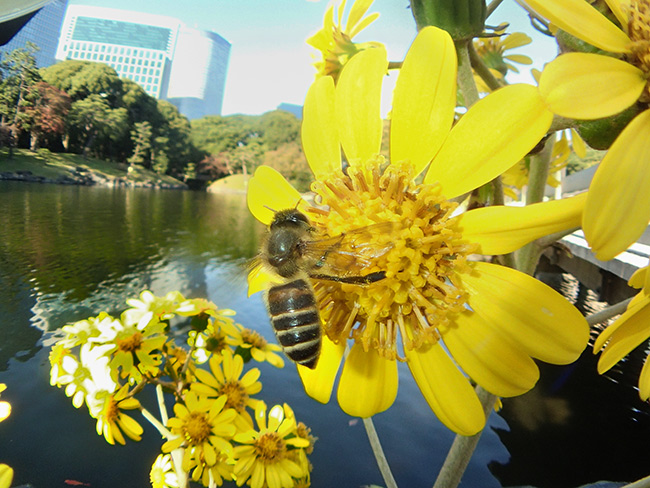 都心のニホンミツバチ