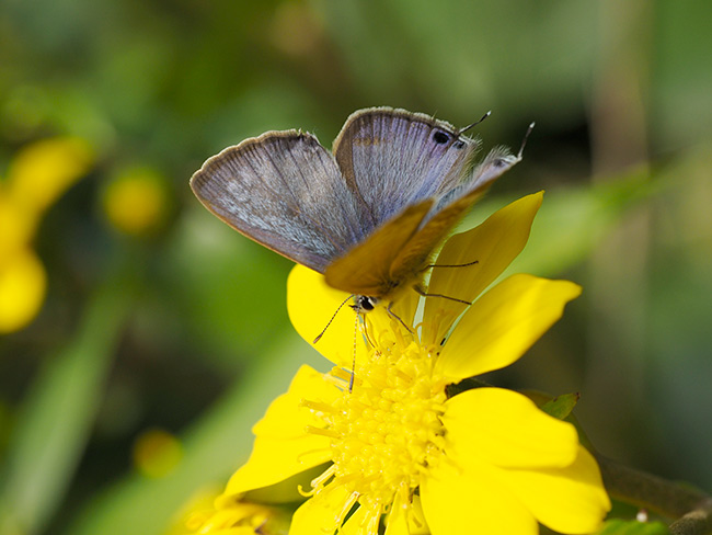 ウラナミシジミ