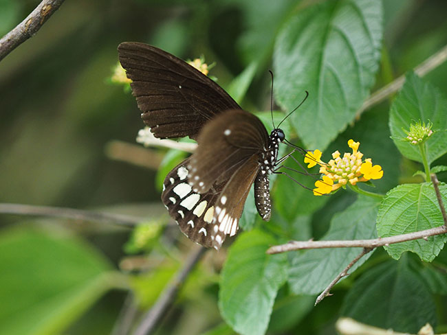 マハデヴァオナシモンキアゲハ