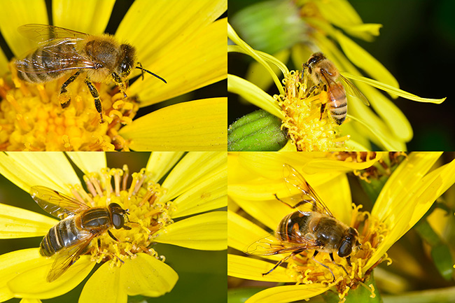ミツバチとアブ