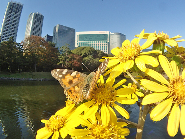 ヒメアカタテハを魚露目で