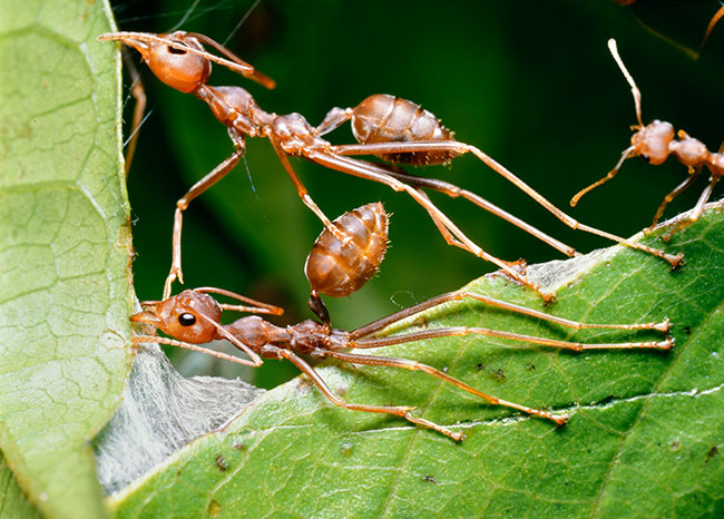 D610でポジをデジタル化、葉を引き寄せるツムギアリ