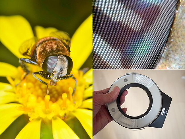 オオハナアブの複眼