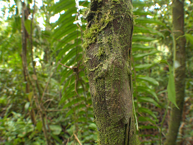 マレーヒラタコケツユムシ