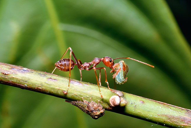 ツノゼミを運ぶツムギアリ