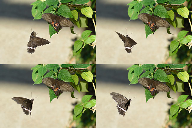 シロオビアゲハの求愛