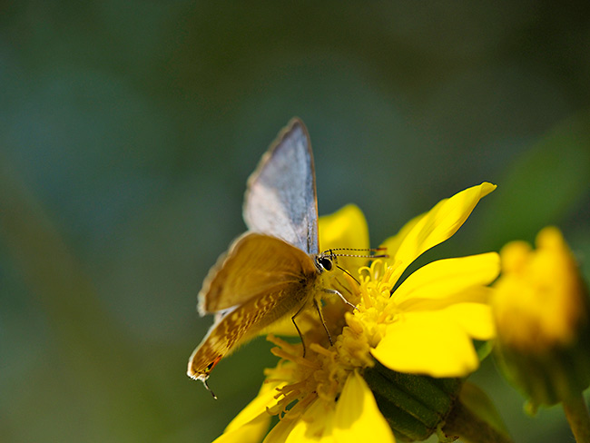 ウラナミシジミ