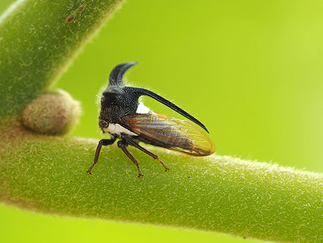 オウシツノゼミ