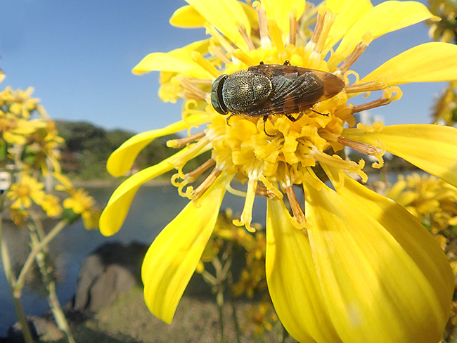 魚露目でツマグロキンバエ