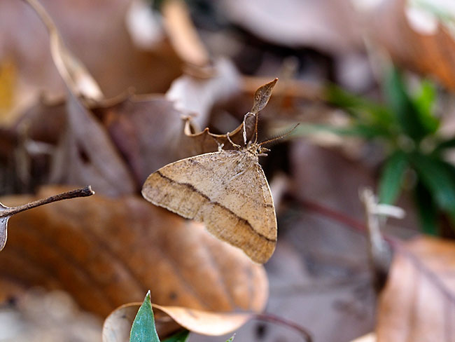 クロスジフユエダシャク