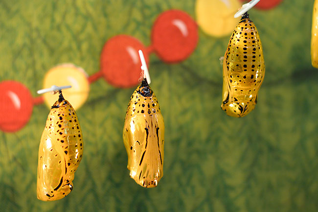 オオゴマダラの蛹　