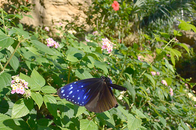 ツマムラサキマダラの飛翔
