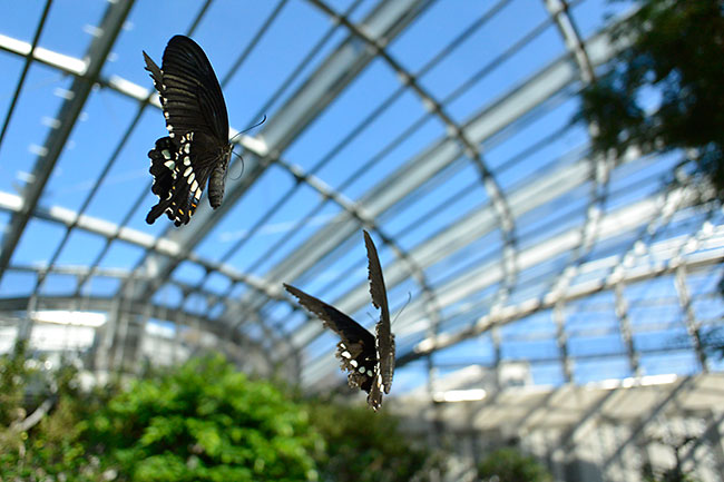 シロオビアゲハの求愛