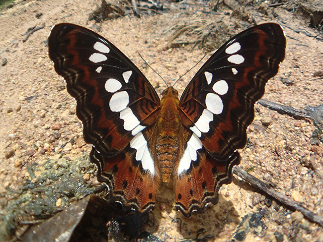チャイロイチモンジを魚露目で