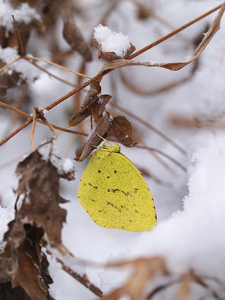 キチョウの越冬