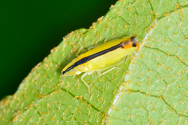 クロスジホソサジヨコバイ