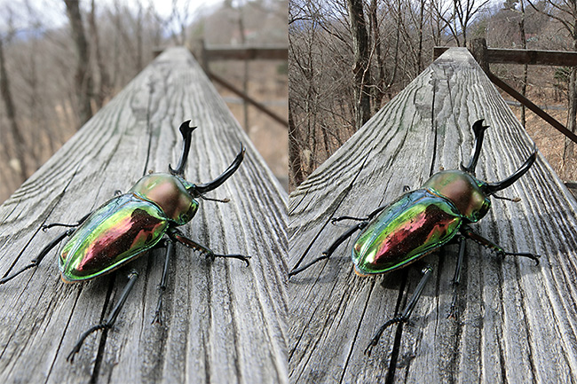 カシオEX-10の深度合成