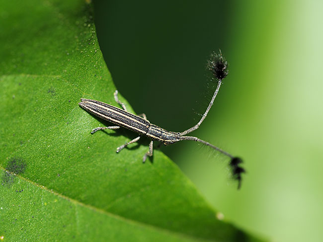 触角の先が房のようなカミキリムシ