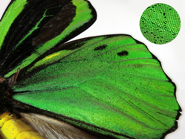 EX-10でチョウの標本を深度合成