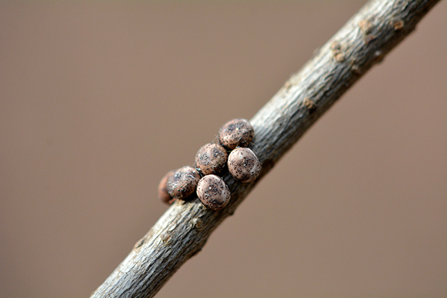 ヤママユガの卵