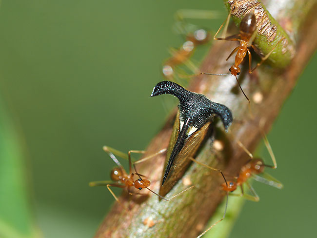 オウシツノゼミとアリ