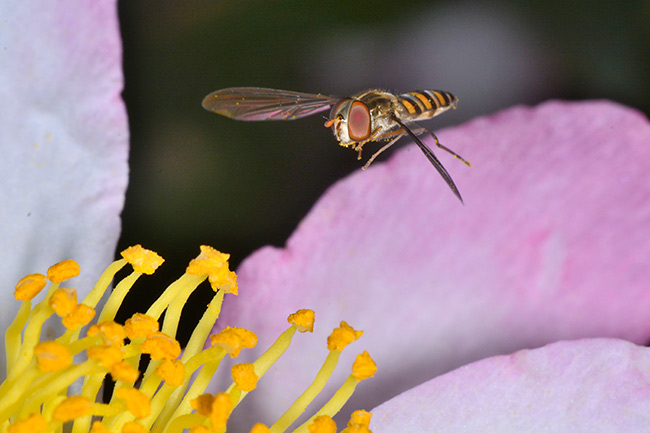 サザンカにヒラタアブ