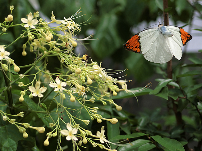 カシオEX-10のパスト連写を試す
