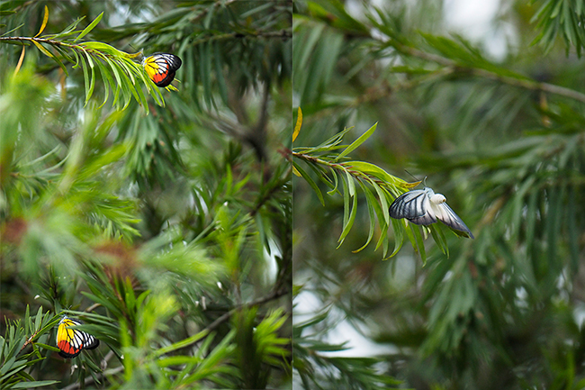 カザリシロチョウ