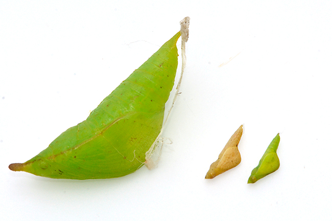 ツマベニチョウとクロテンシロチョウの蛹