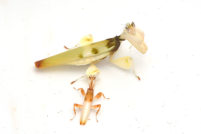 大きさの違うハナカマキリのオスとメス