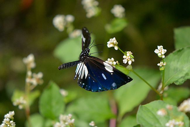 シロモンルリマダラの翅の表