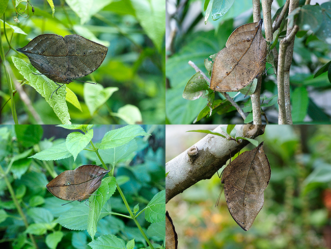 コノハチョウの翅の裏
