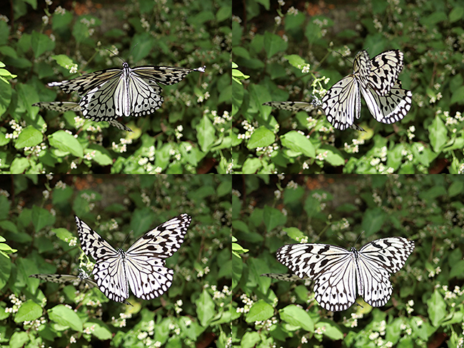 EX-10でオオゴマダラの求愛を撮る