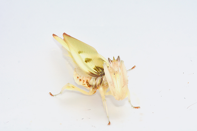 ハナカマキリの威嚇