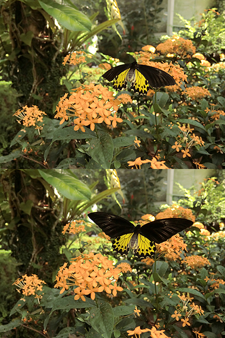 ヘレナキシタアゲハの飛翔